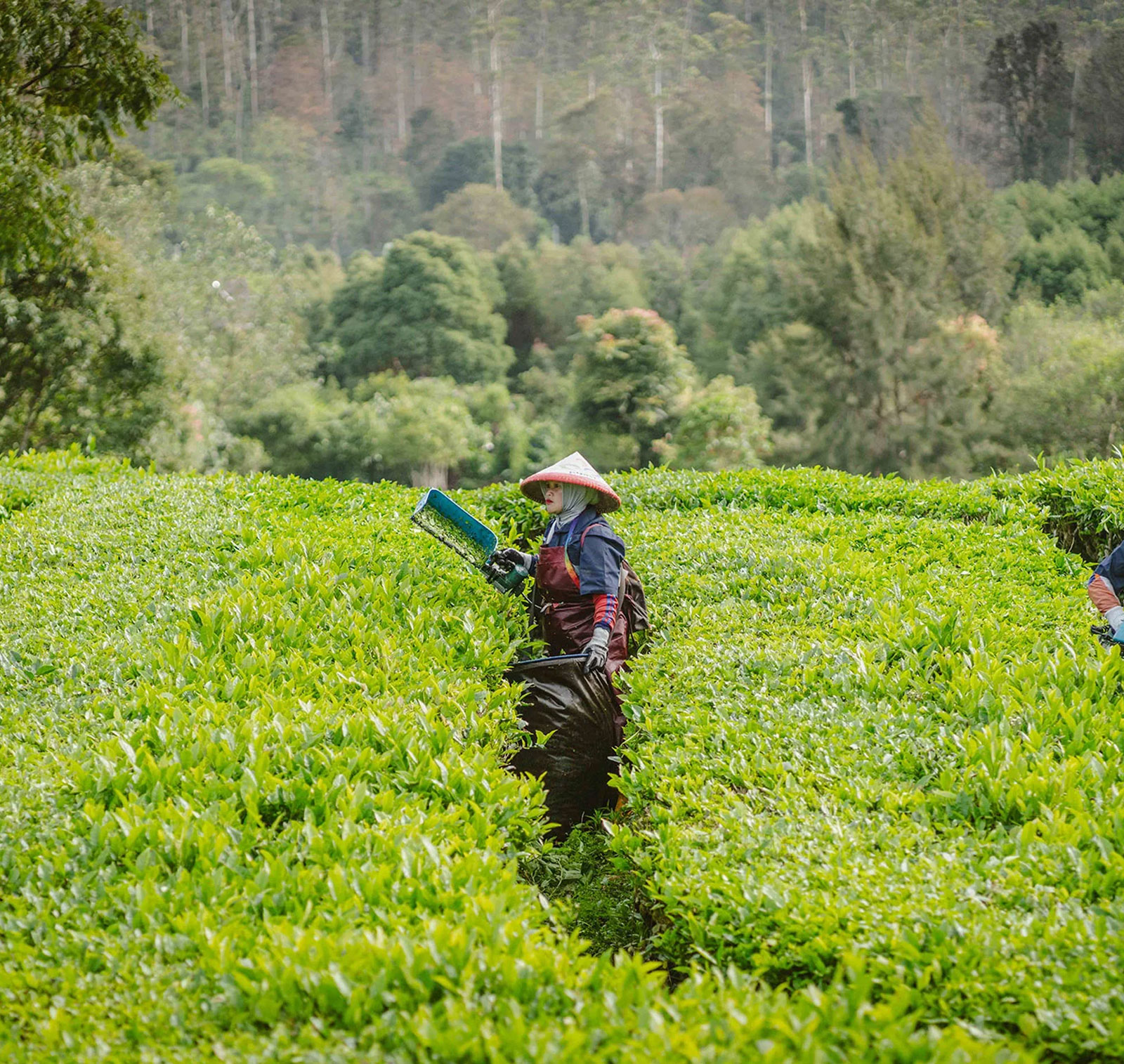 Vores udviklede strategi